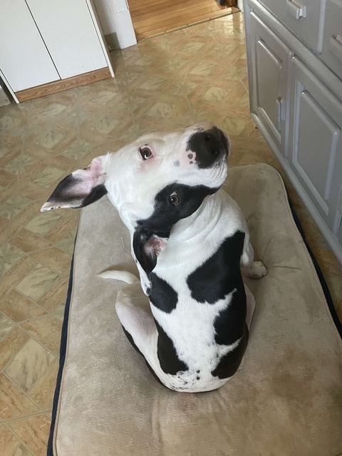 Boston — Post-walk nap time