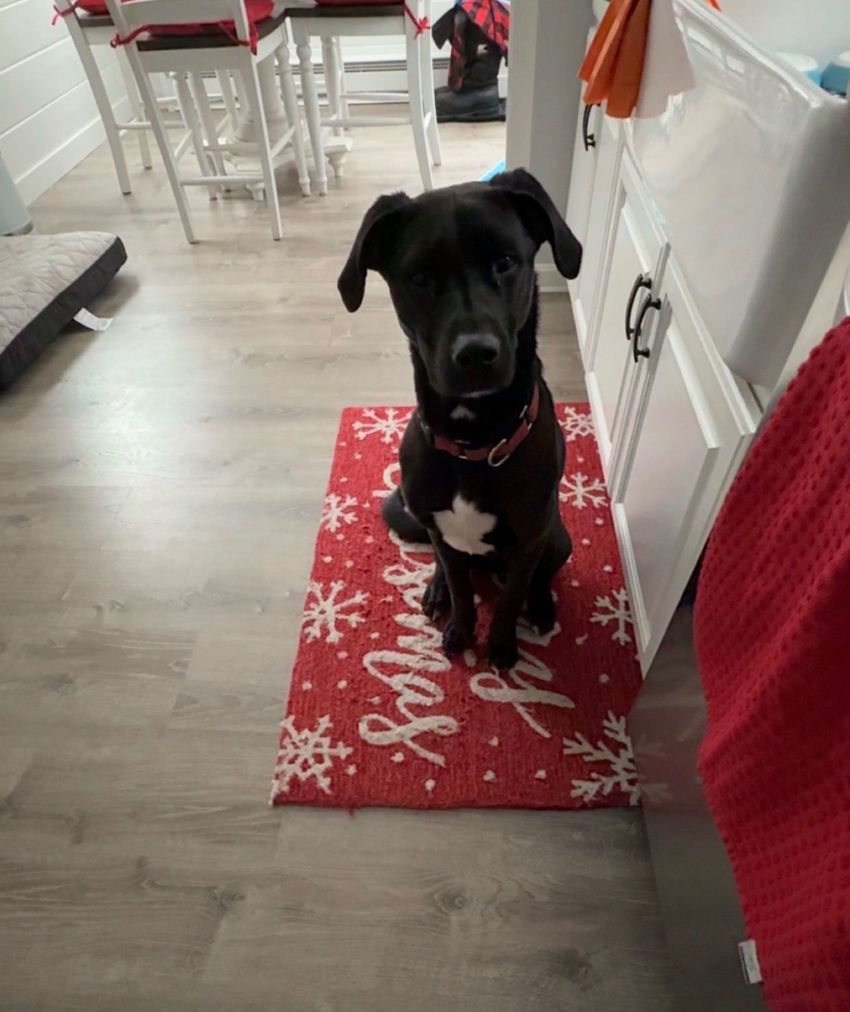 Logan — Holiday Ready